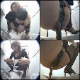 A crystal-clear, DVD-quality, 2-hour, Japanese bowlcam video featuring many different attractive women using a floor toilet and filmed by a dual-perspective hidden camera with full audio. 949MB, MP4 file requires high-speed Internet.